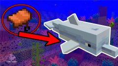 我的世界海豚吃什么才能驯服（海豚主要特性介绍） 