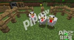 我的世界鸡吃什么食物（小鸡喂养技巧） 