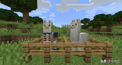 我的世界怎么驯服羊驼当坐骑（关于羊驼的小知识） 