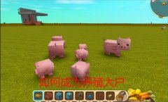 迷你世界猪怎么繁殖喂养（猪繁殖方法介绍） 