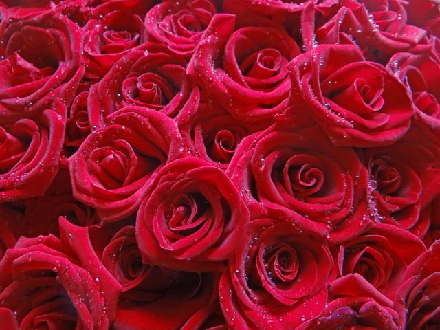 蓝玫瑰的花语是什么意思情人节别再送错花了