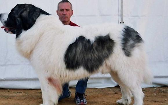 全球体型最大的10大宠物狗,感觉应该有藏獒?