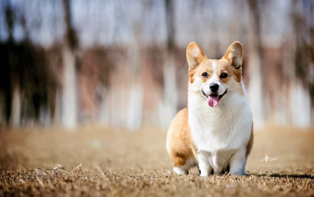 可爱短毛小型犬品种大全图片可爱且易养的8种小型犬