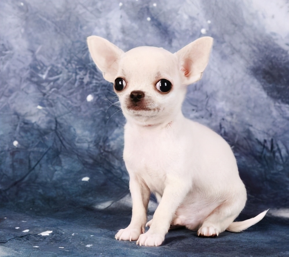 可爱短毛小型犬品种大全图片可爱且易养的8种小型犬