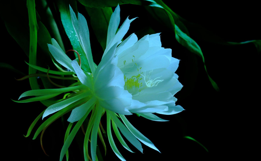 世界上第一名最美的花图片9种名花齐争第一及其花的寓意