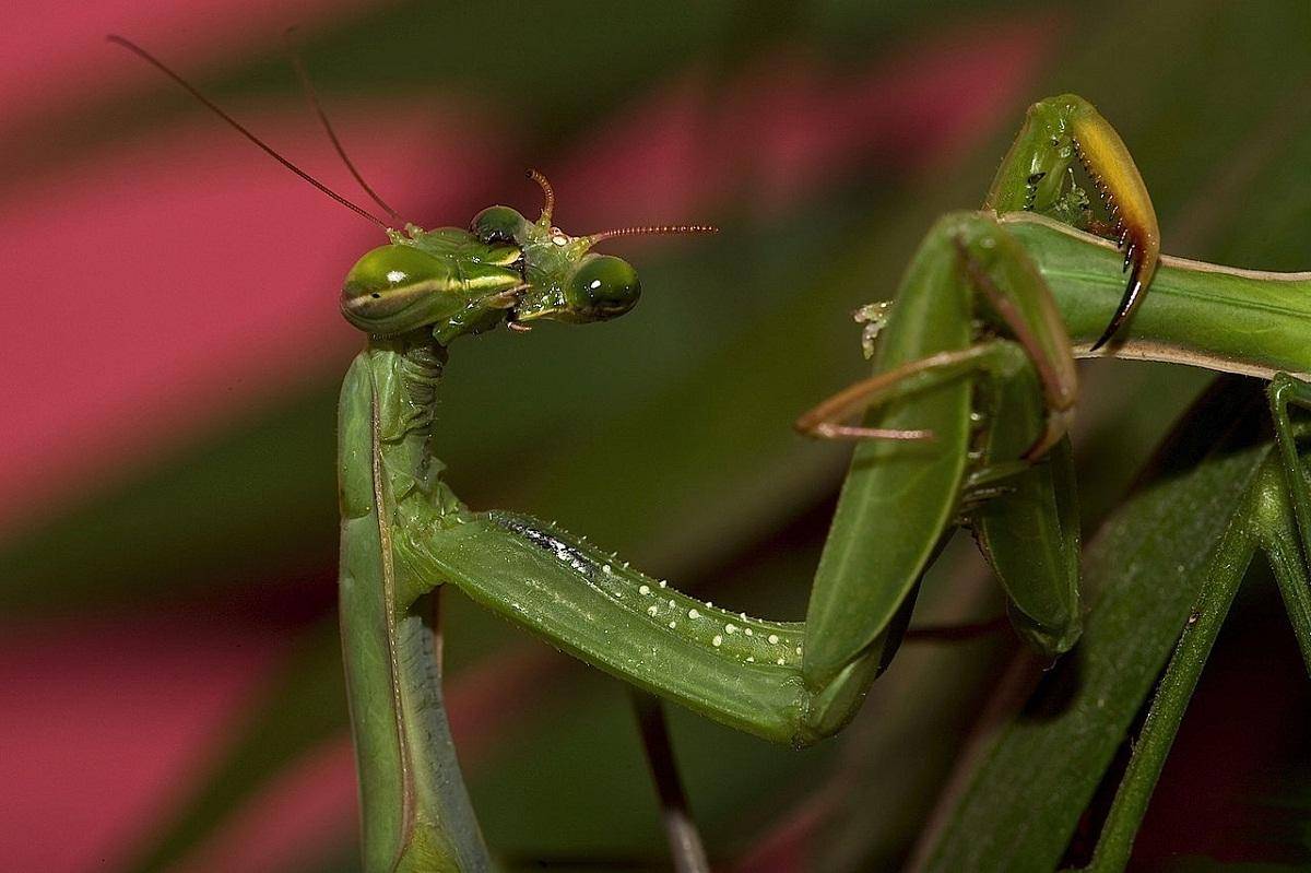 螳螂为什么吃自己配偶的感想螳螂吃配偶的原因