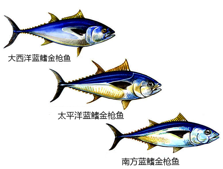 在这三个品种的金枪鱼中,大西洋蓝鳍金枪鱼是最大也是最贵的一种.