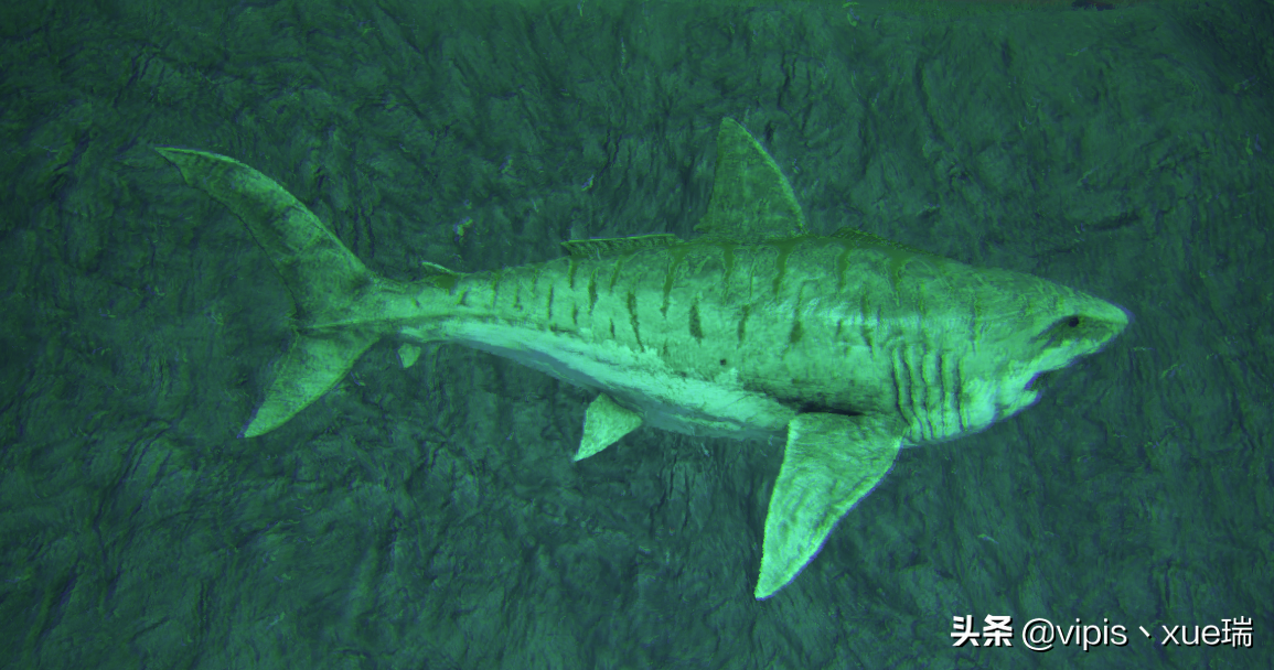 方舟生存进化生物篇—巨齿鲨