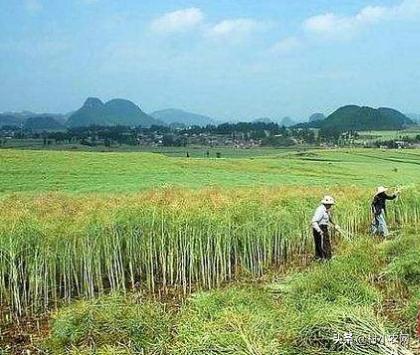 谁说农村创业不靠谱，很多人都回村发展种植业！到底种啥才赚钱？