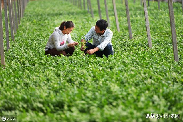 谁说农村创业不靠谱，很多人都回村发展种植业！到底种啥才赚钱？