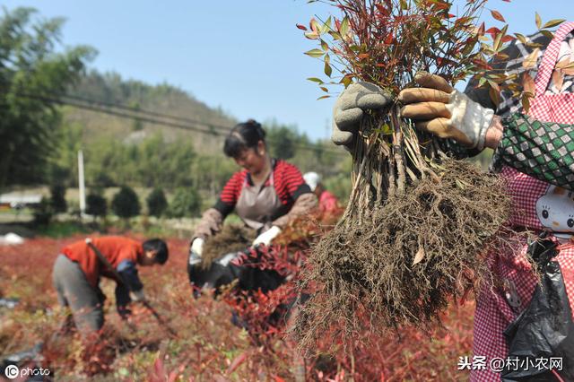 农村干什么赚钱呢？在农村这些赚钱渠道，只不过你没有发现而已