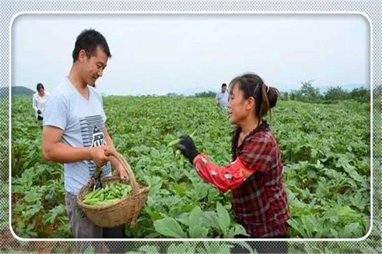 40岁的人明年不准备外出打工，想在农村搞种植，种什么效益高？