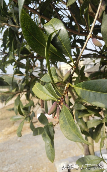 桂花樹種子圖片(桂花樹種子有什麼作用)