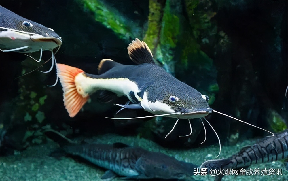 家裡養什麼魚賺錢利潤高,最值推薦的4種魚及養殖技巧