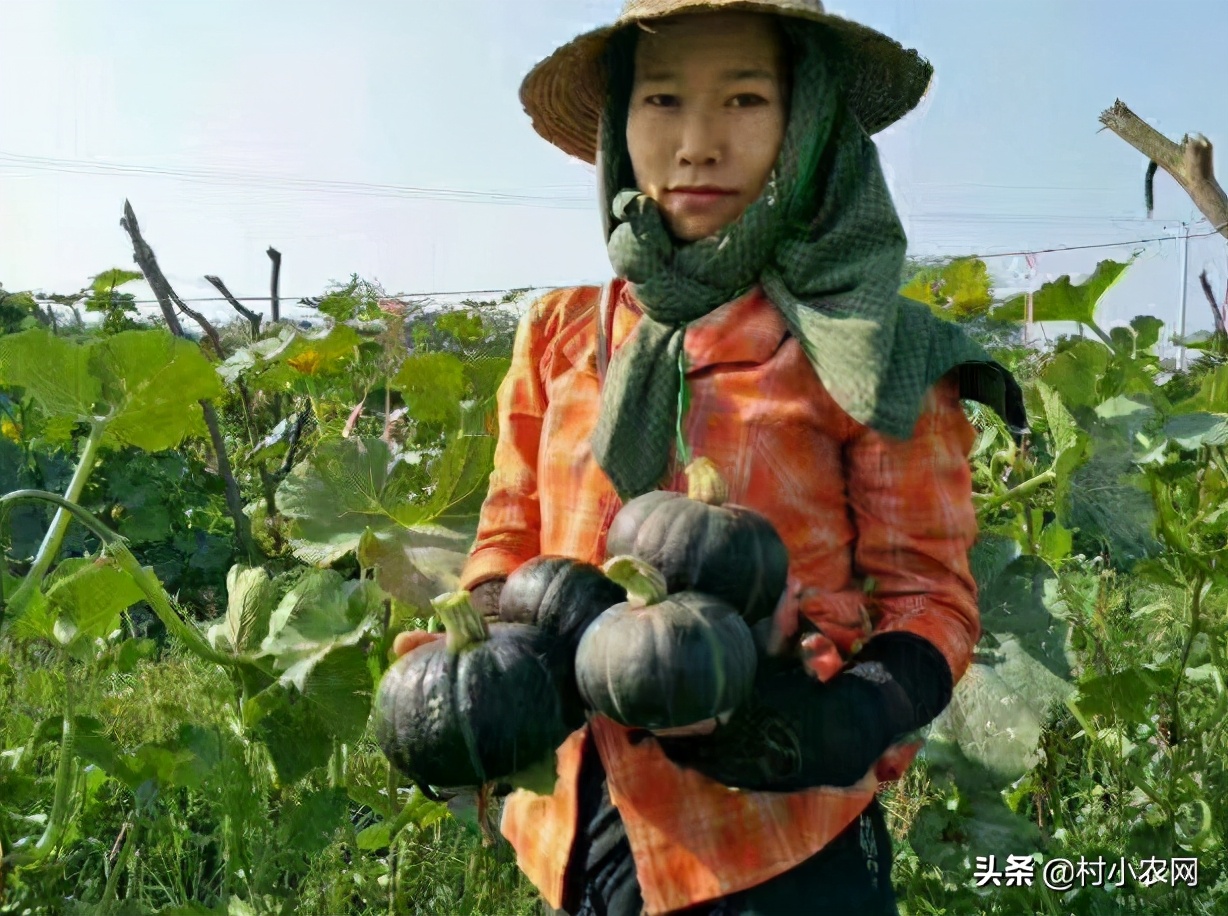 在农村创业，这6个销路好的种植项目，你觉得哪个最有前景？