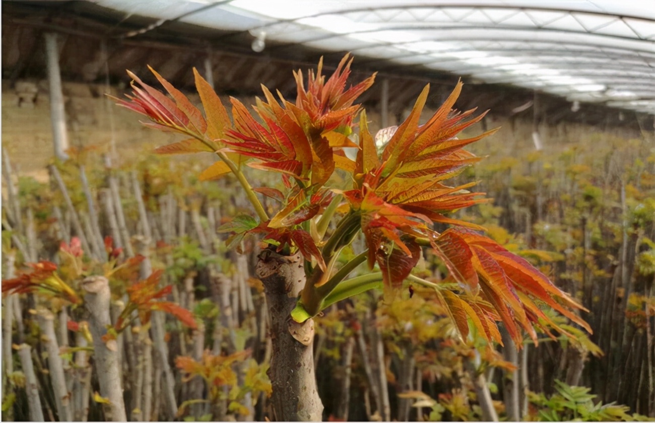 现在农村种植什么最赚钱？这几种作物经济效益高