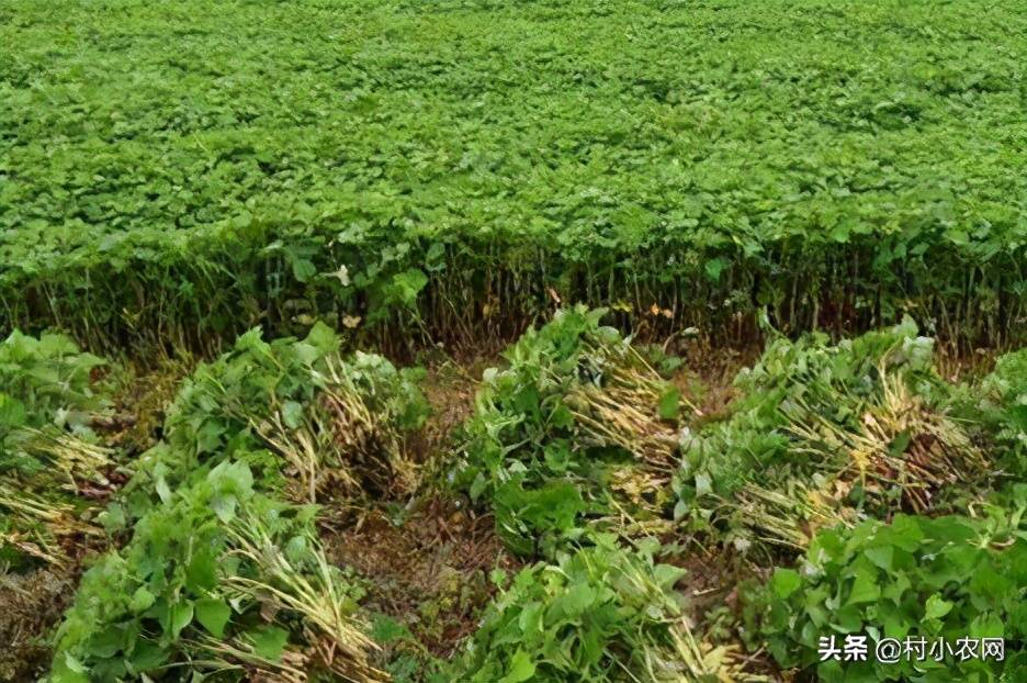 现在农村种什么前景好？这6个种植赚钱项目，很适合你在农村创业