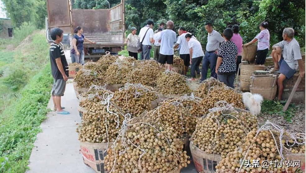 现在农村种什么前景好？这6个种植赚钱项目，很适合你在农村创业