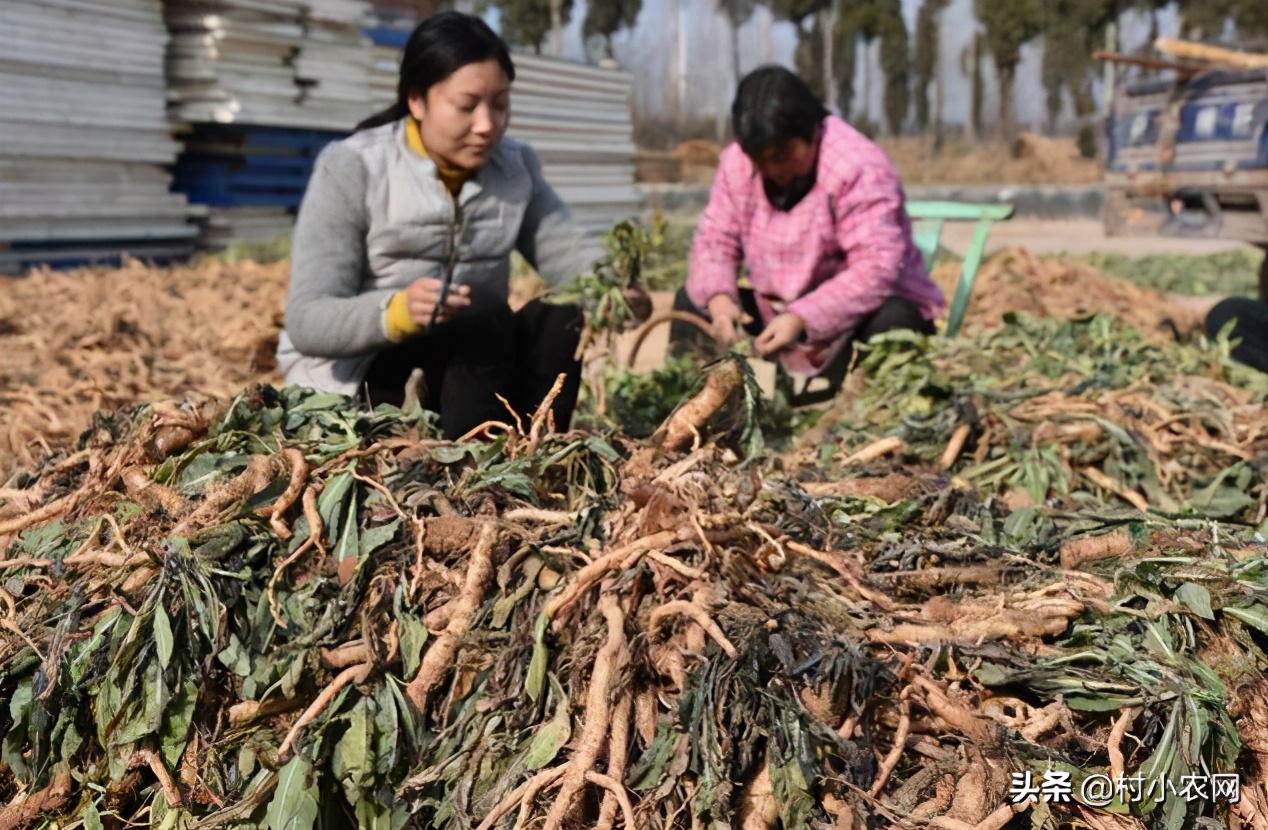 现在农村种什么前景好？这6个种植赚钱项目，很适合你在农村创业