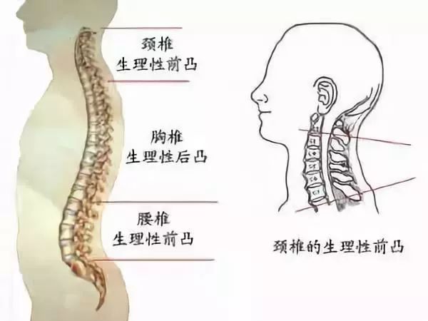 枕头你选对了吗？常见材质枕头横评告诉你哪款最适合你