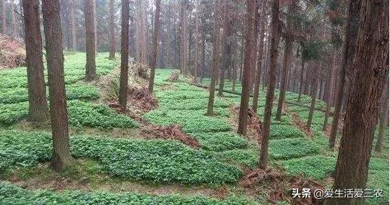 有地的农村人看过来，这些特色种植项目适合你，年入十万不是梦