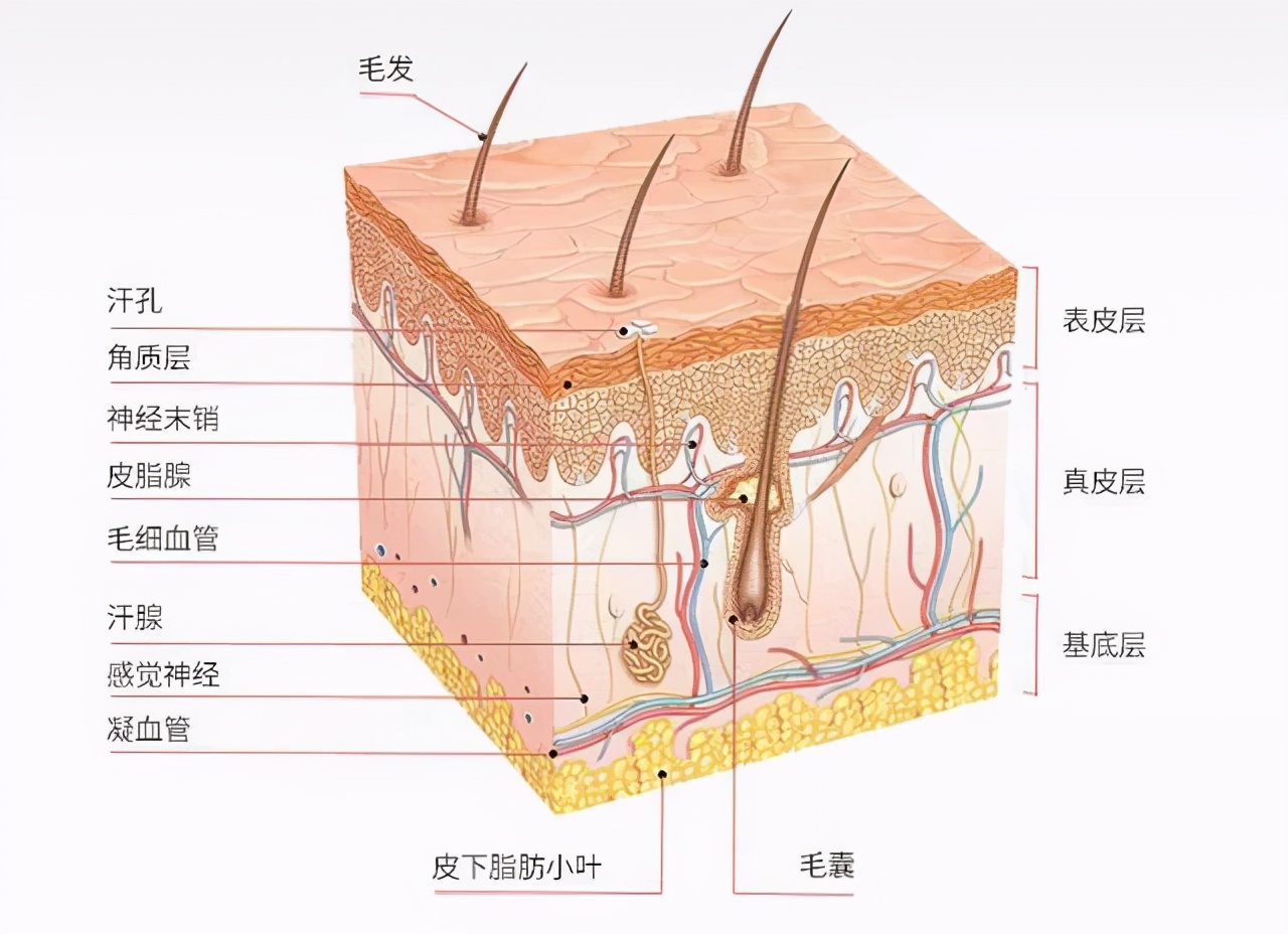 都说精油护肤好，但是你知道正确的使用方法吗？