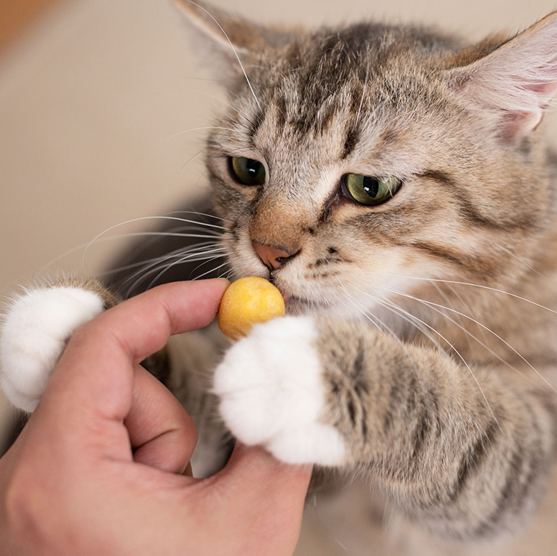 双11必囤的“猫零食”篇，看完记得收藏，帮你避开雷区