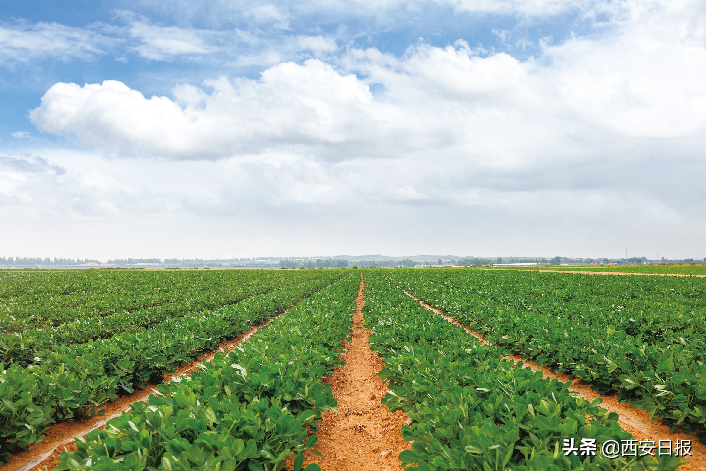 鲁花 科技赋能品质提升探索食用油行业高质量发展