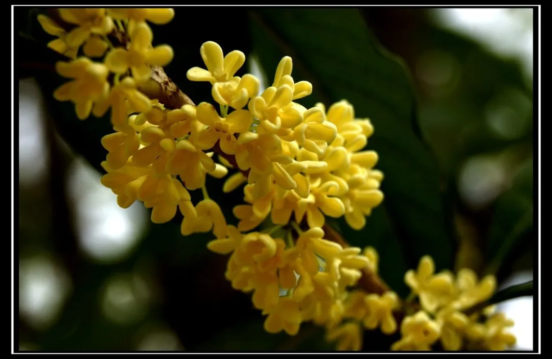 桂花陈酒：这才是老北京的桂花味儿